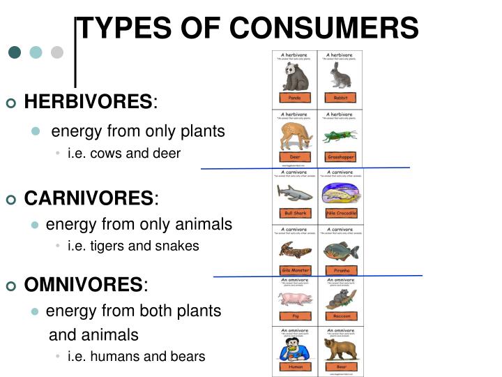 what are the 3 main types of consumers