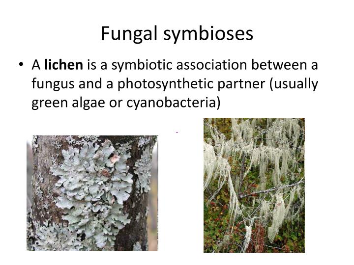 symbiotic association between algae and fungi is known as
