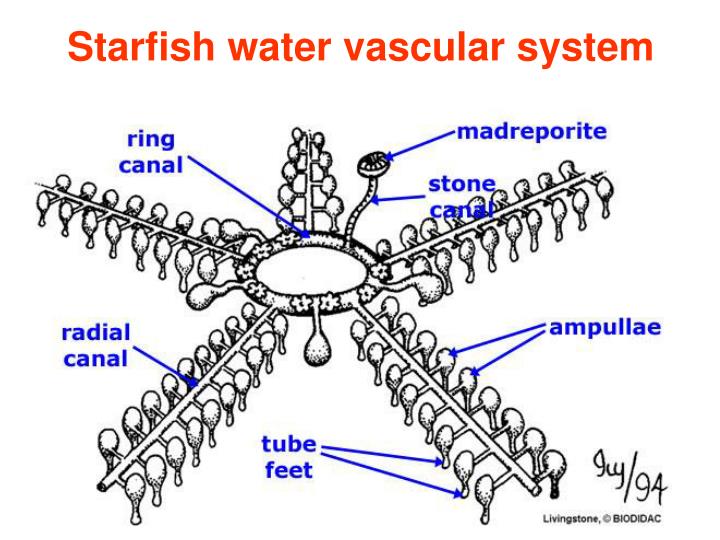 PPT Echinoderms PowerPoint Presentation ID 5392681 ppt-echinoderms-powerpoint-presentation-id-5392681