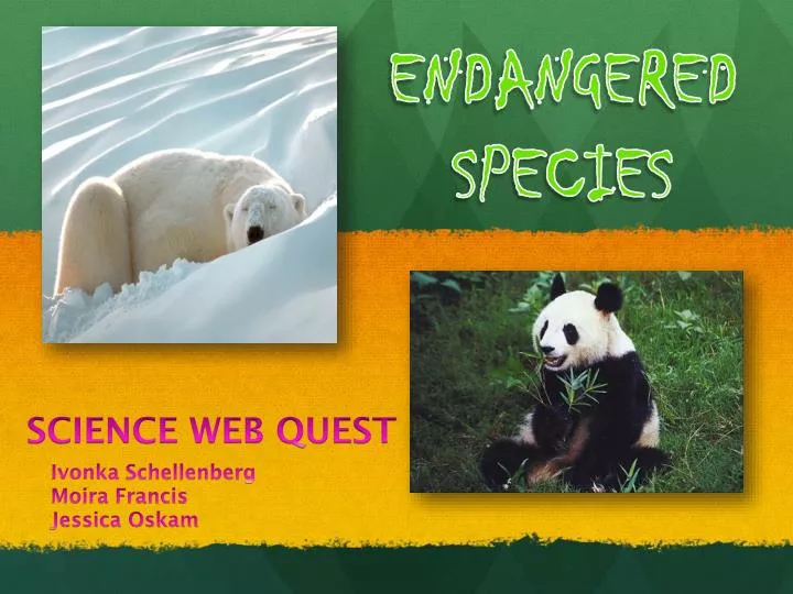 Endangered Species Essay