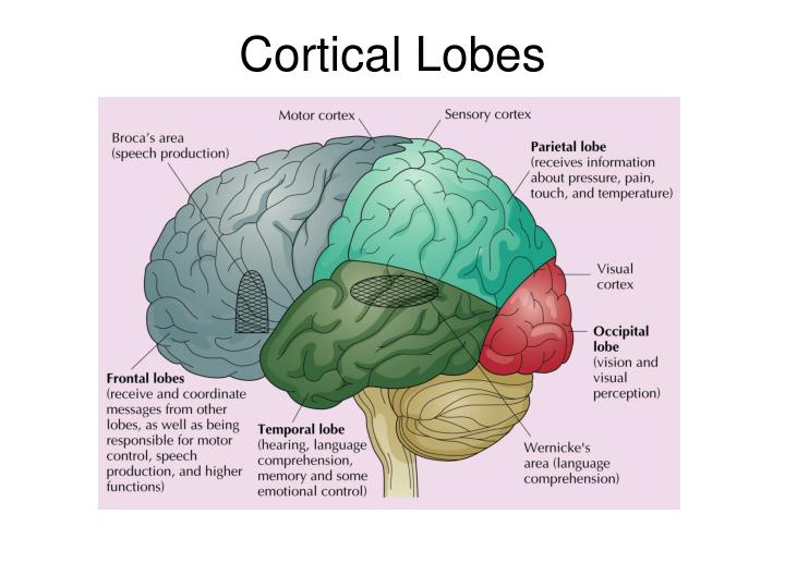 Neuron Structure PowerPoint Presentation Biology Diagrams
