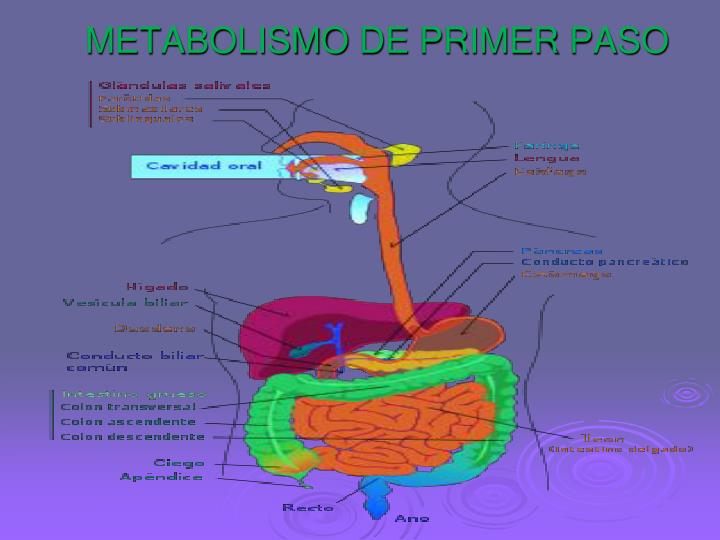 Metabolismo basal Mentalidad