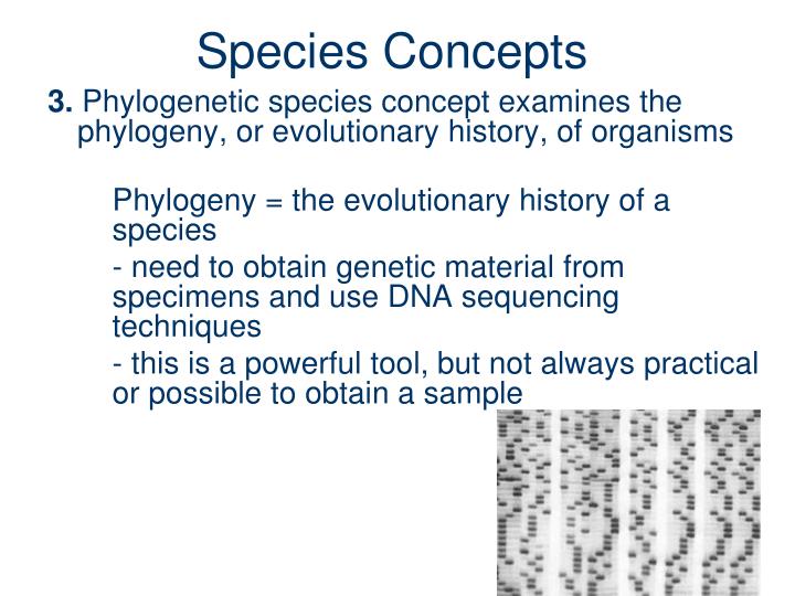 biological morphological and phylogenetic species concepts