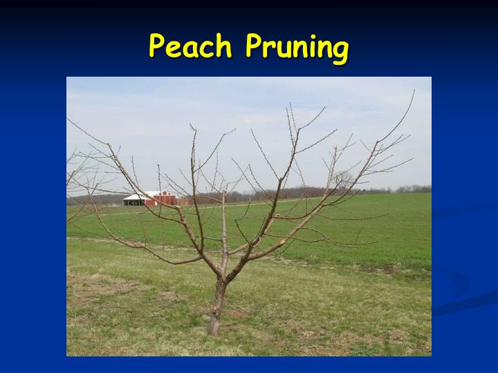 pruning peach trees download pruning peach trees download