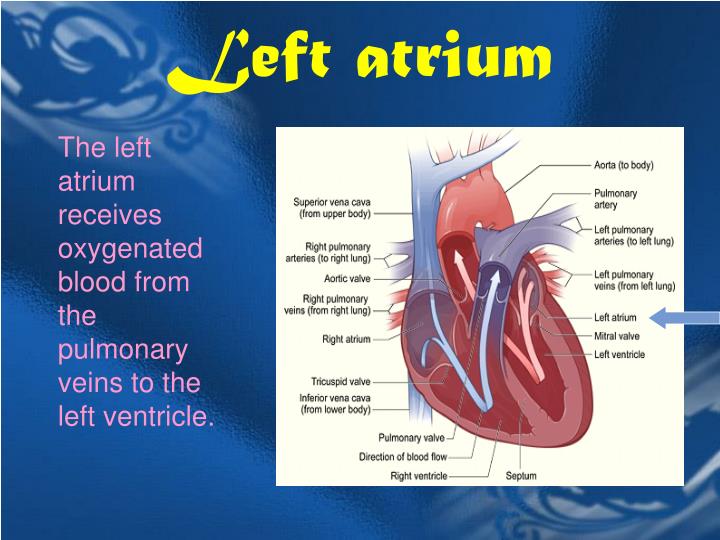 The Human Heart PowerPoint Presentation Biology Diagrams