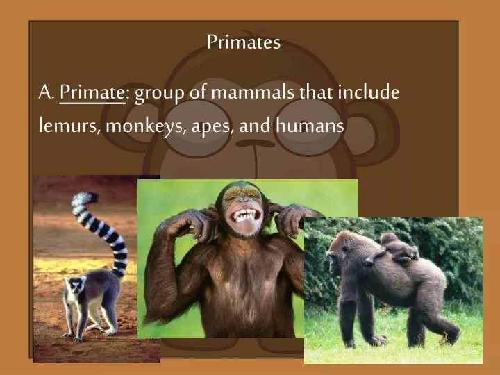 PPT - Primates A. Primate : group of mammals that include ...