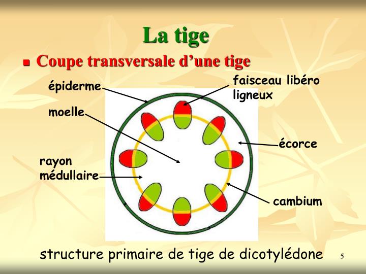 PPT LES ANGIOSPERMES PowerPoint Presentation ID5430142