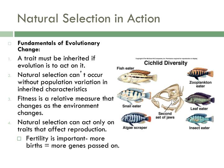 Can Natural Selection Occur Without Reproduction Can Natural Selection Occur Without Reproduction