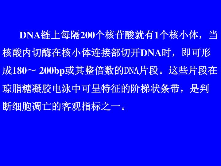 dna chromatin histone cad icad dna chromatin histone cad icad