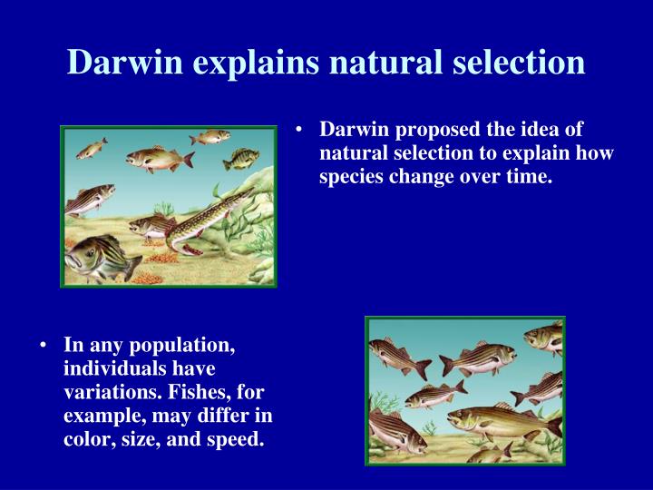 The Idea Of Natural Selection
