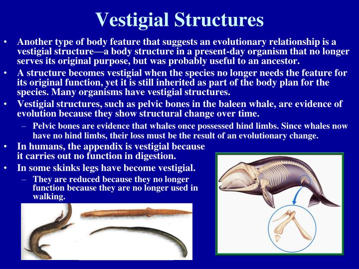 ppt-biology-1-notes-chapter-15-pages-368-386-darwin-and-evolution