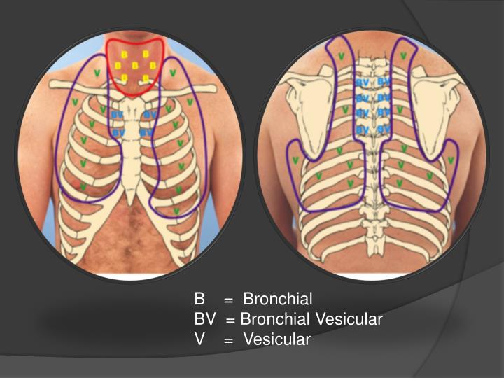 Ppt Assessment Of The Respiratory System Powerpoint Presentation Id5436096 5026