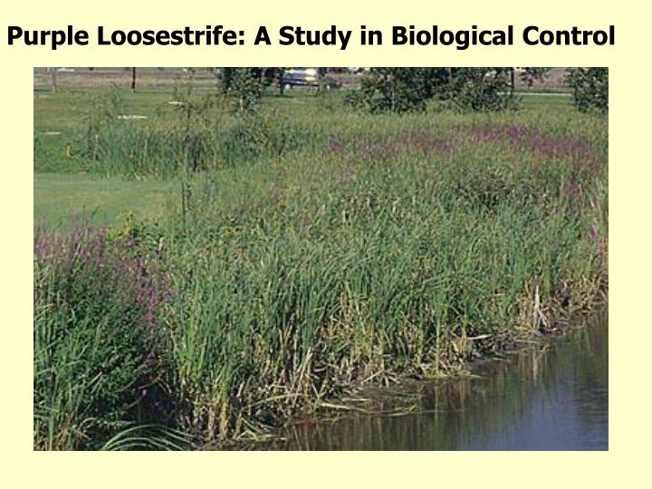 a study on purple loosestrife Department of horticulture college of agricultural sciences invasive plant species management purple loosestrife (lythrum salicaria) 6. a study on purple loosestrife Department of horticulture college of agricultural sciences invasive plant species management purple loosestrife (lythrum salicaria) 6.