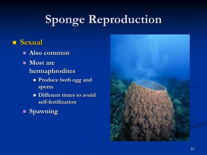 PPT Simple Invertebrates Sponges, Cnidarians, Flatworms, Roundworms