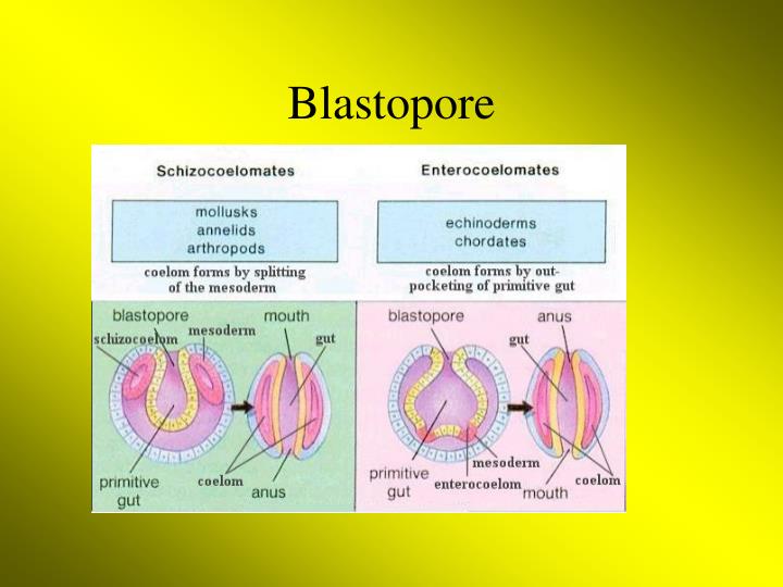 blastopore that becomes mouth blastopore that becomes mouth