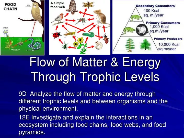 PPT Flow of Matter Energy Through Trophic Levels PowerPoint PPT Flow of Matter Energy Through Trophic Levels PowerPoint