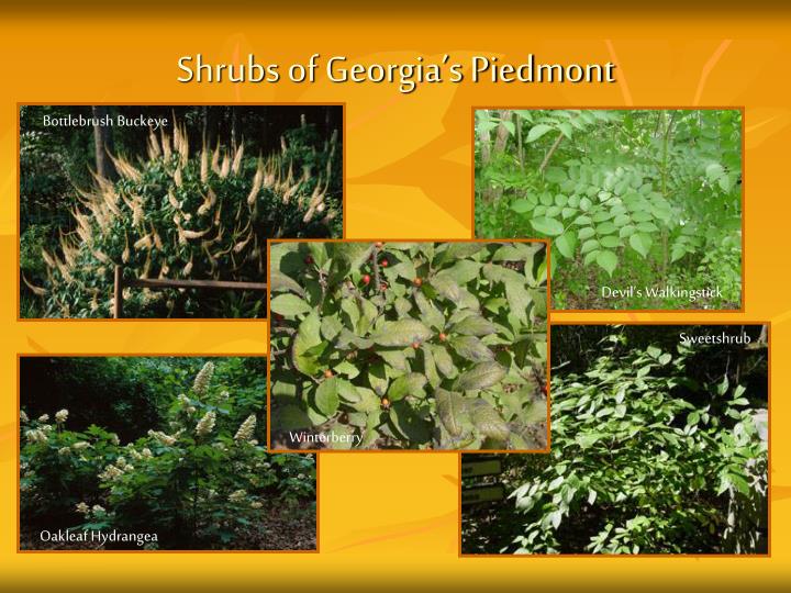 PPT - Georgia’s Piedmont Habitat PowerPoint Presentation - ID:5483657