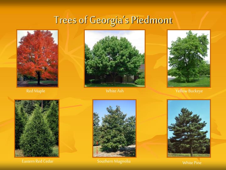 PPT - Georgia’s Piedmont Habitat PowerPoint Presentation - ID:5483657