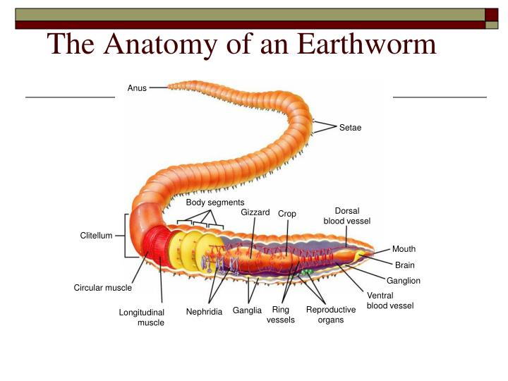 PPT - Three Phyla of Worms PowerPoint Presentation - ID:5489385