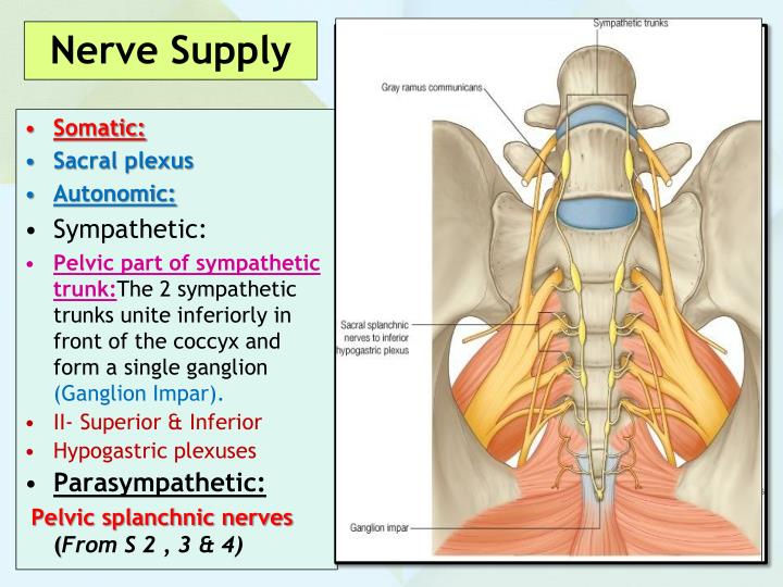 Ppt Anatomy Of The Pelvis Powerpoint Presentation Id5495410 5941