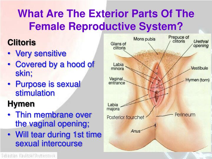 during Womans pregnancy clit during Womans pregnancy clit