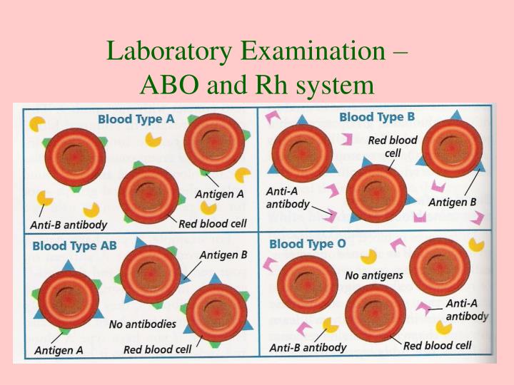 PPT - BLOOD GROUPS PowerPoint Presentation - ID:5503766