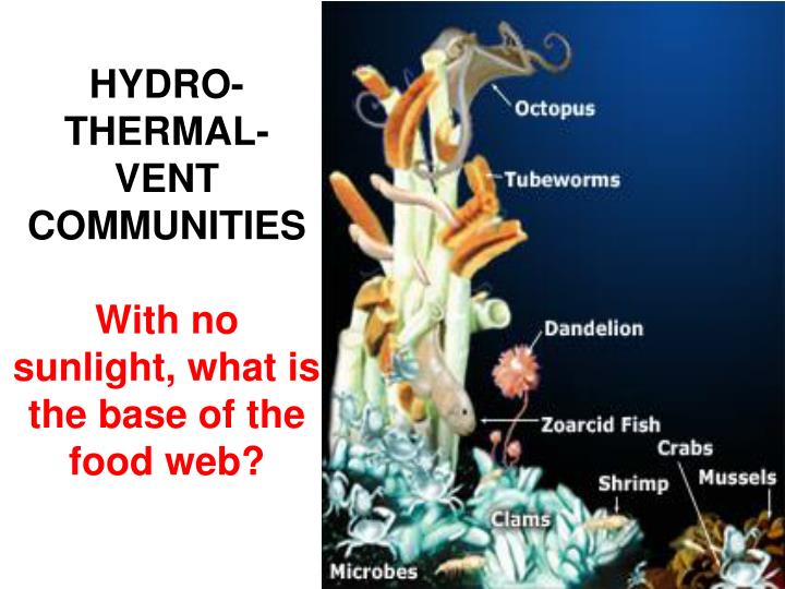 HYDROTHERMAL VENTS PowerPoint Presentation Biology Diagrams