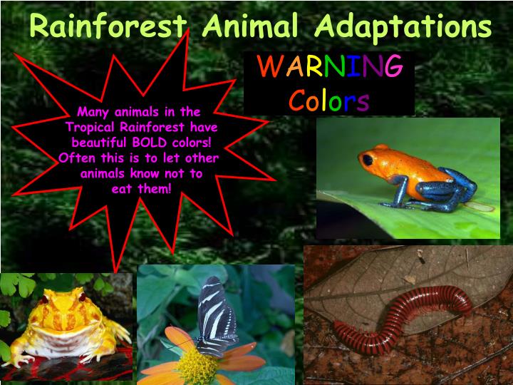 rainforest adaptations to environment