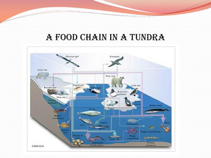Tundra PowerPoint Presentation Biology Diagrams