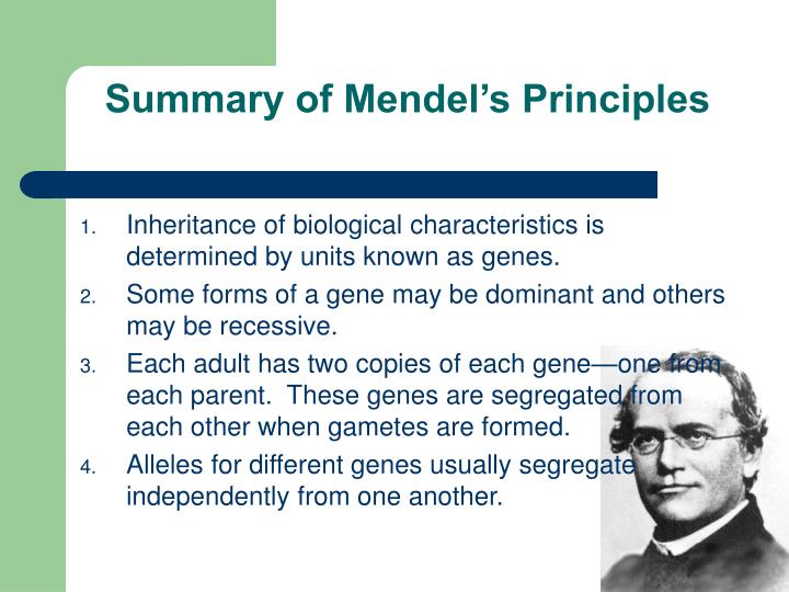 Ppt Beyond Dominant And Recessive Alleles Powerpoint Presentation