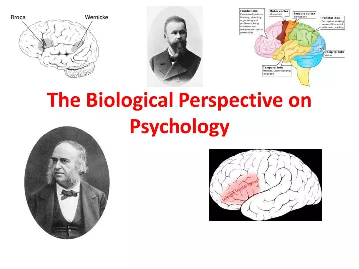 PPT The Biological Perspective On Psychology PowerPoint Presentation ppt-the-biological-perspective-on-psychology-powerpoint-presentation