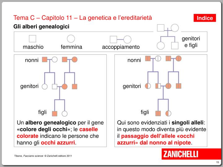 Esercizi Alberi Genealogici Zanichelli Con Soluzioni PPT - L’ereditarietà dei caratteri PowerPoint Presentation - ID:5560252