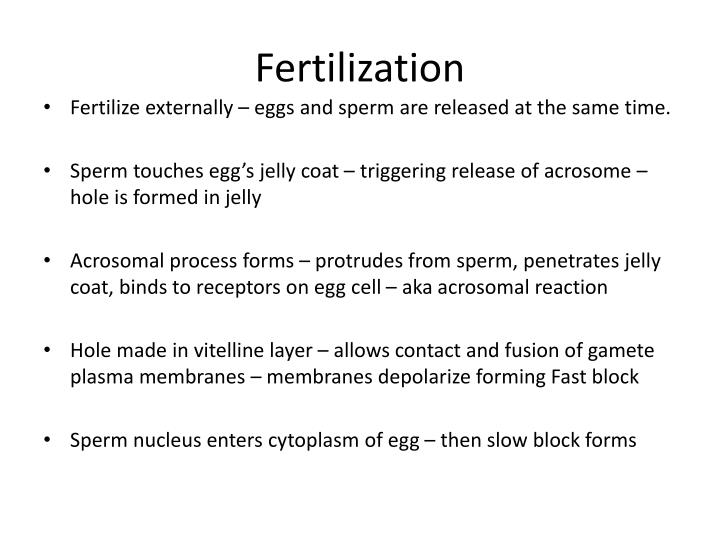 Ppt - Chapter 47 Animal Development Powerpoint Presentation - Id:5581143