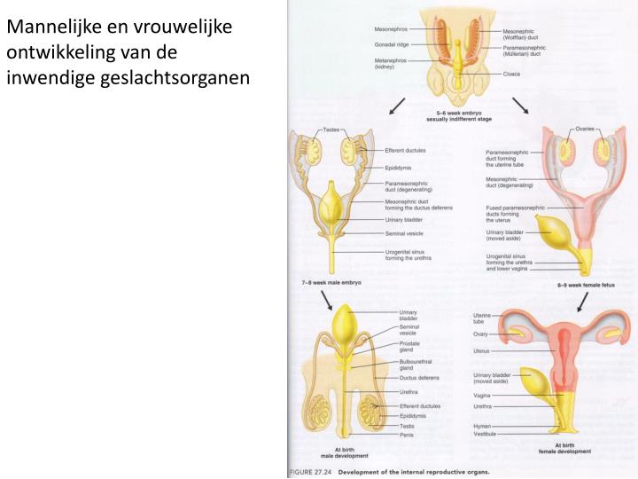 Ppt Voortplantingsstelsels Van De Man En Vrouw En Hun Ontwikkeling