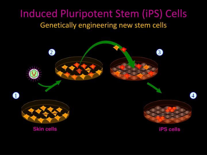 induced pluripotent stem cells applied induced pluripotent stem cells applied