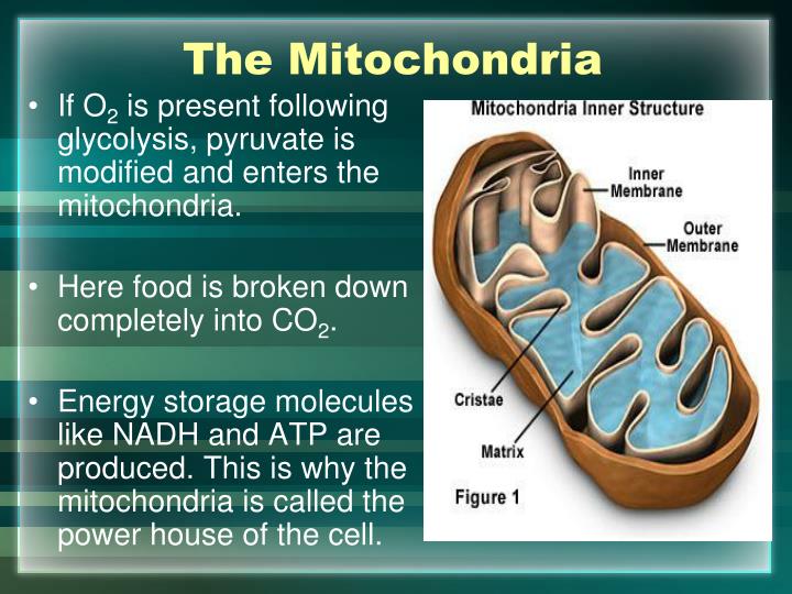 mitochondria is called as the powerhouse of the cell why