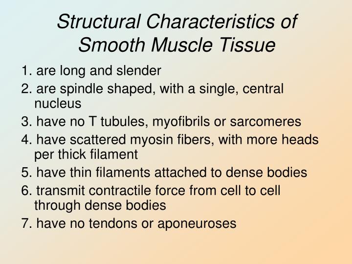 PPT - Muscle Tissue PowerPoint Presentation - ID:5603497