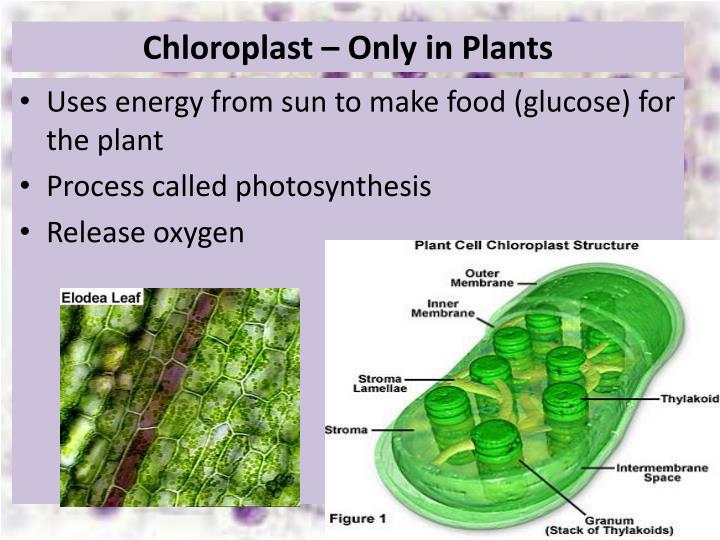 organelle release oxygen Mitochondria are very small organelles using oxygen to release energy those proteins take food molecules and combine them with oxygen (o 2) the mitochondria are the only place in the cell where oxygen can be combined with the food molecules. organelle release oxygen Mitochondria are very small organelles using oxygen to release energy those proteins take food molecules and combine them with oxygen (o 2) the mitochondria are the only place in the cell where oxygen can be combined with the food molecules.