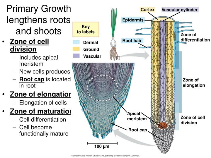 PPT Plant Form and Function PowerPoint Presentation ID