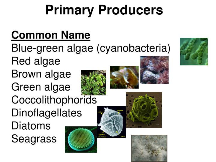 What Is A Primary Producer In The Ocean What Is A Primary Producer In The Ocean