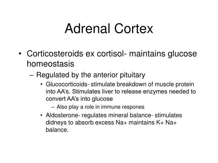 stimulates the adrenal cortex stimulates the adrenal cortex