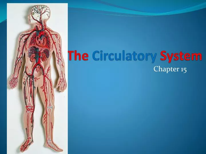 Organs Of Circulatory System Essay Examples Kibin