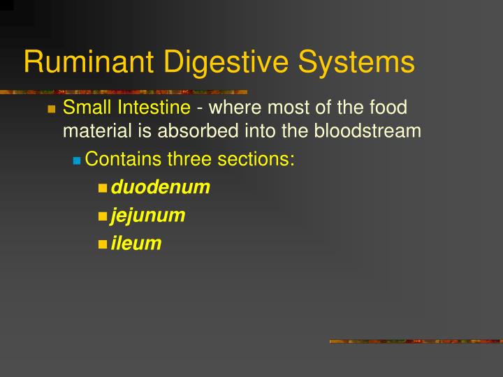 PPT - The Ruminant Digestive System PowerPoint ... PPT - The Ruminant Digestive System PowerPoint ...