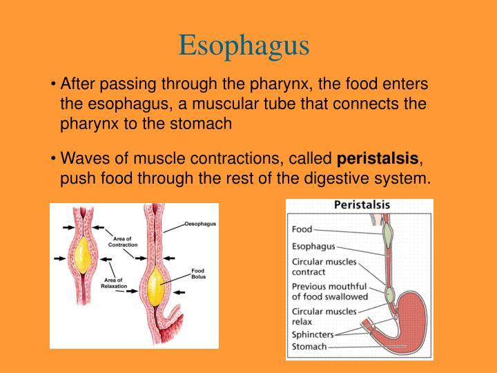 PPT - The Digestive System PowerPoint Presentation - ID:5693115