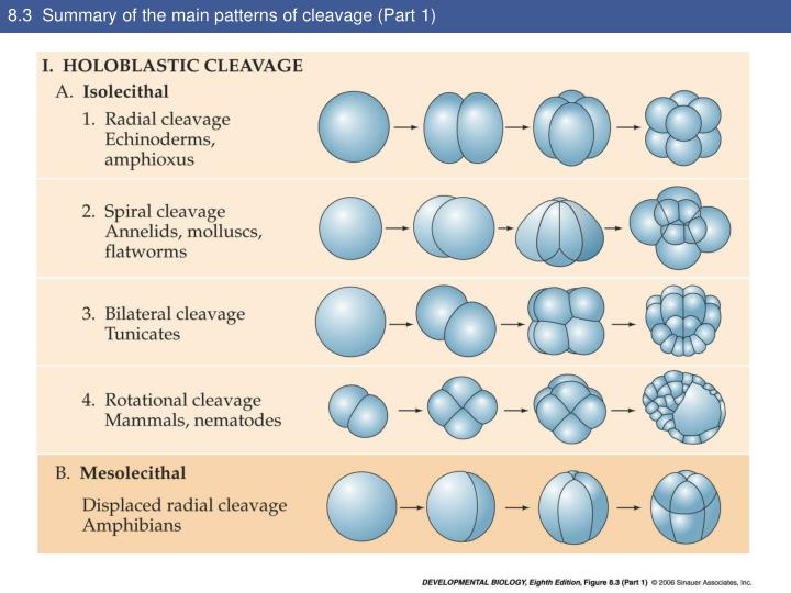 PPT Know .patterns of cleavage PowerPoint Presentation ID5715775