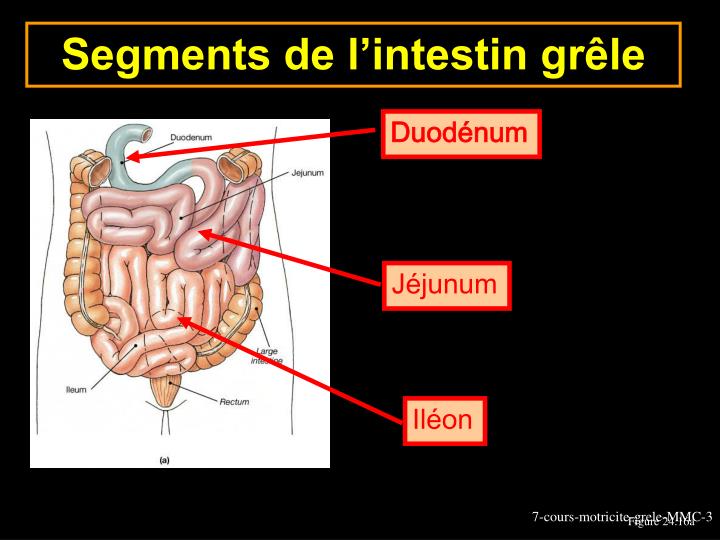 Partie De L Intestin Grele PPT - Motricité de l’intestin grêle PowerPoint Presentation - ID:5729827