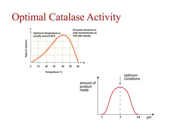 PPT - Enzymes: Biological Catalysts PowerPoint Presentation - ID:5736986
