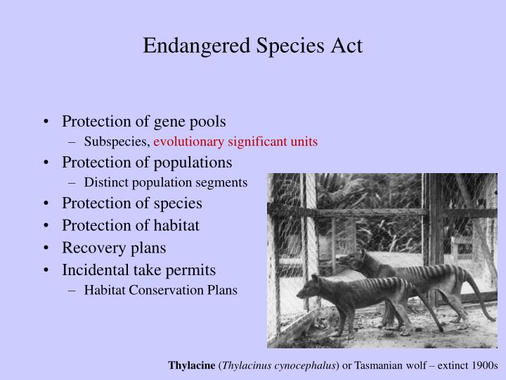 essays on the endangered species act essays on the endangered species act