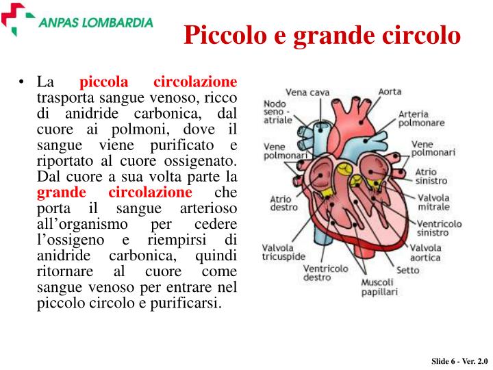 Grande Circolazione E Piccola Circolazione In Breve PPT - IL SISTEMA CARDIOCIRCOLATORIO Anatomia e fisiologia PowerPoint