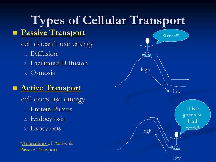 computer simulation of cell transport mechanisms and Blackbody spectrum: color vision: curve fitting: density: eating & exercise: gene expression essentials: gene machine: the lac operon: membrane channels: molecular motors. computer simulation of cell transport mechanisms and Blackbody spectrum: color vision: curve fitting: density: eating & exercise: gene expression essentials: gene machine: the lac operon: membrane channels: molecular motors.